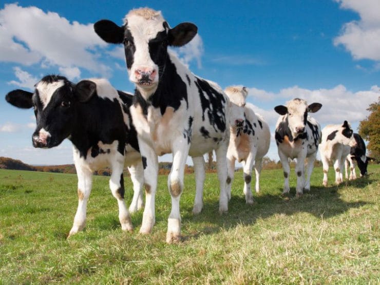 Cows Do Happy Animals Produce Better Food? Does animal welfare impact food quality? Learn if free range, cage free, pastured eggs, dairy & grass fed beef are worth the extra expense.