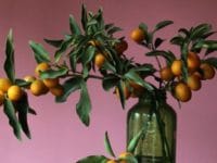 Decorating with Kumquats - Pinterest Pin on ToriAvey.com