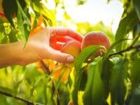Horizontal image of a hand reaching to pick a ripe peach from a peach tree.