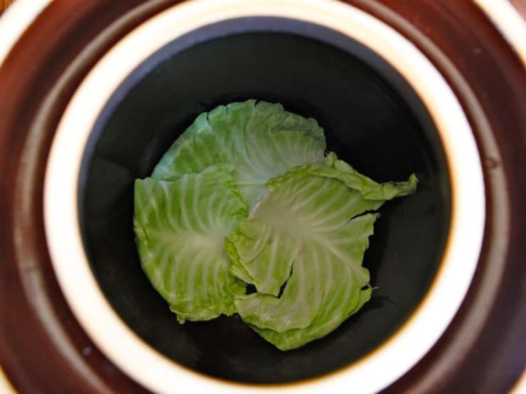 Fermentation crock overhead shot - bottom lined with cabbage leaves.