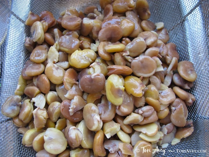 All About Fava Beans: How to Cook, Soak, Peel and Freeze - Learn how to cook all varieties of fava beans to prepare them for use in recipes. Includes storage and freezing techniques.