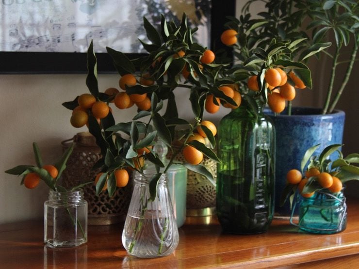 Wide shot of multiple vintage vases filled with kumquat branches on a light wooden table.